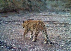 مشاهده یک قلاده پلنگ در پناهگاه عباس‌آباد