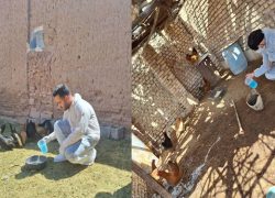 واکسیناسیون رایگان ۱۰ هزار قطعه طیور روستایی علیه نیوکاسل در نایین
