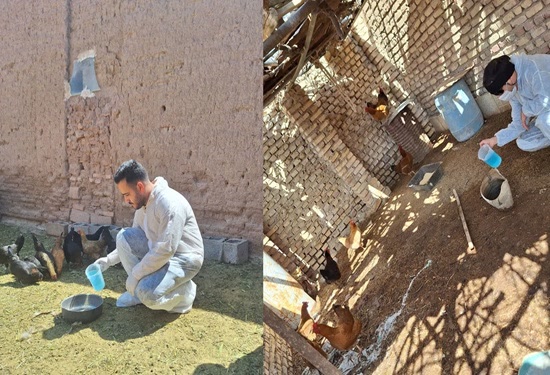 واکسیناسیون رایگان ۱۰ هزار قطعه طیور روستایی علیه نیوکاسل در نایین