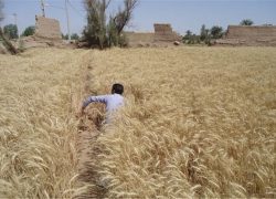 ️آغاز برداشت جو از زمین های کشاورزی خوروبیابانک
