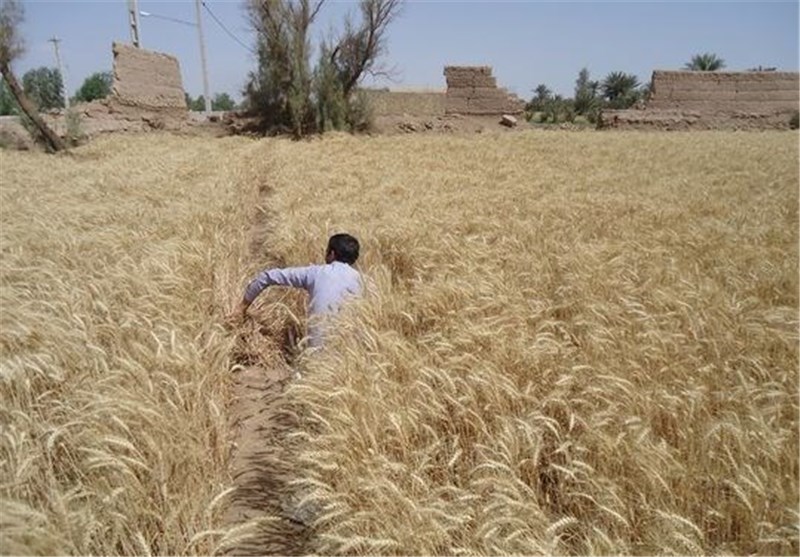 ️آغاز برداشت جو از زمین های کشاورزی خوروبیابانک