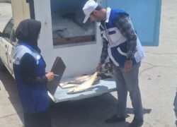 معدوم‌سازی ۶۸۰ کیلوگرم ماهی فاسد در نایین