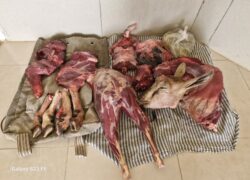 متخلف شکار و صید در پناهگاه حیات وحش عباس آباد نایین دستگیر شد