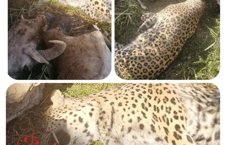 دلایل فوت پلنگ